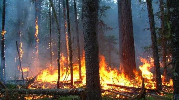 Feux de forêt : la prudence est de mise