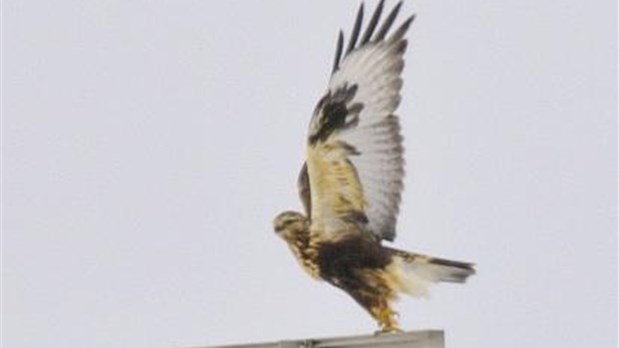 Activité d'observation des oiseaux de proie