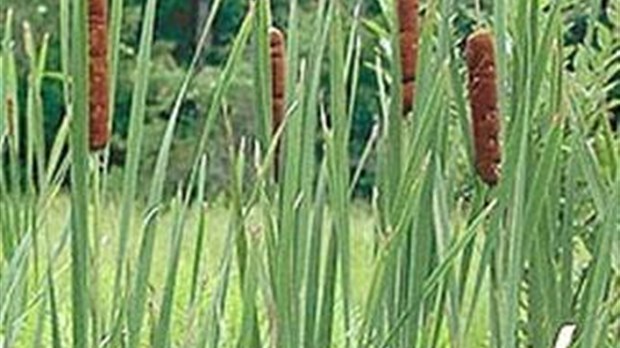 La quenouille, une plante comestible à découvrir