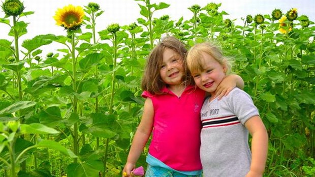 Un labyrinthe de tournesols