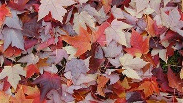 Collecte des feuilles mortes à Rivière-du-Loup