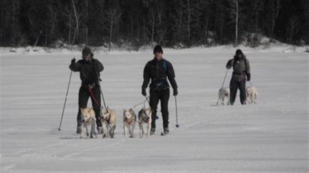 Découvrez le skijoëring