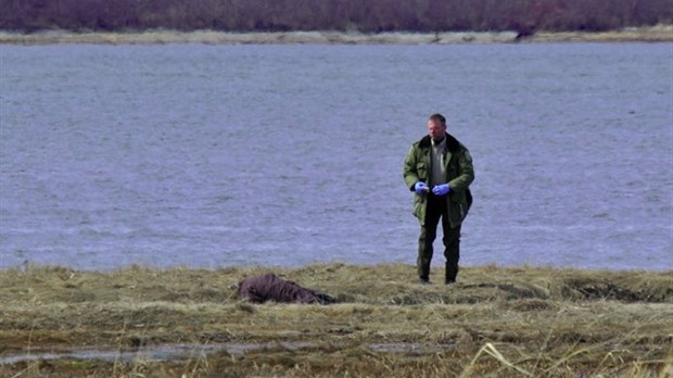 Un corps retrouvé sur la berge à L'Isle-Verte