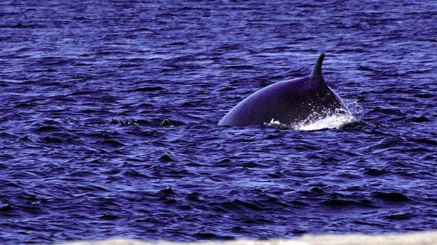 Les baleines sont au rendez-vous