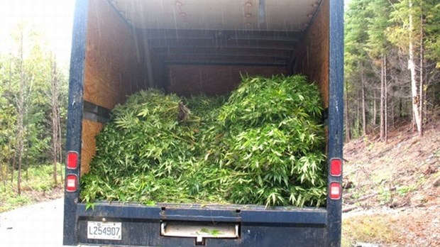 Saisie de 260 plants de cannabis à Saint-Juste-du-Lac