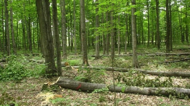 Le Groupement forestier et agricole Taché obtient sa certification environnementale