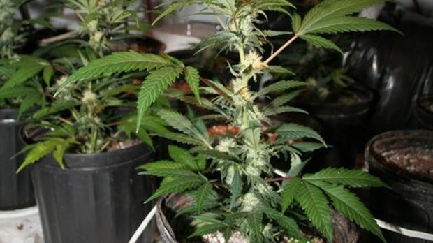 393 plants de cannabis dans une grange