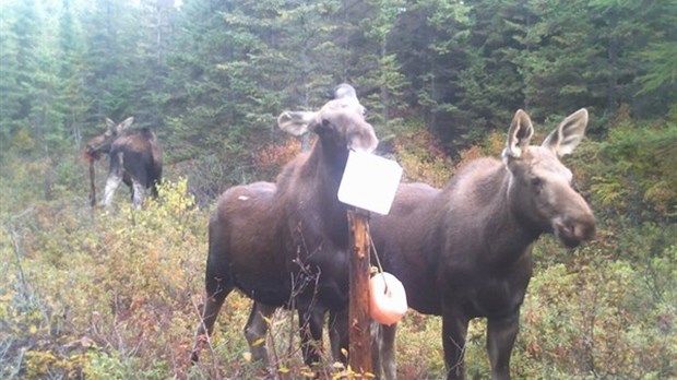 Excellente saison pour la chasse à l’orignal