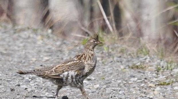 Nouveau guide pour l’aménagement de l’habitat de la gélinotte huppée