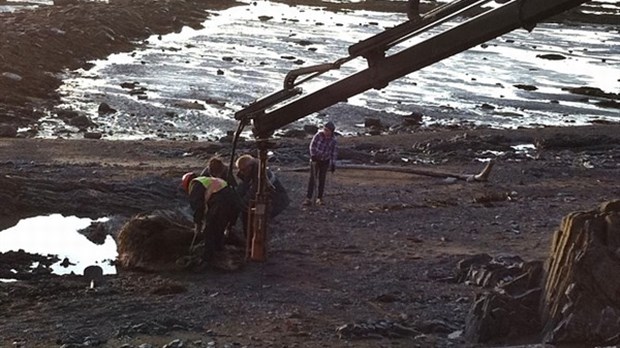 Une carcasse d’orignal retrouvée à la Pointe de Rivière-du-Loup