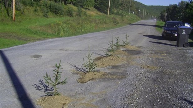 Un citoyen exaspéré plante des arbres dans des nids-de-poule!