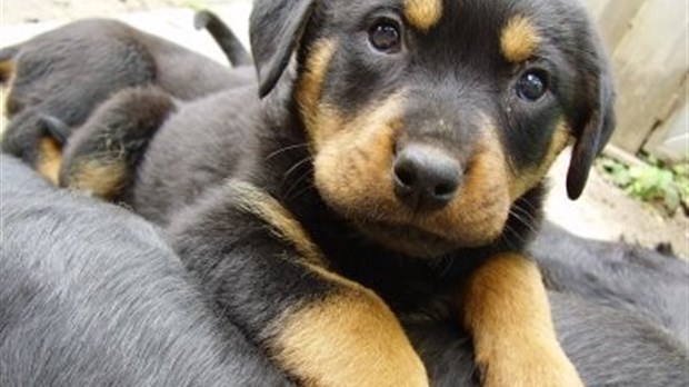 Un chiot volé dans une voiture