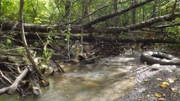 Nettoyage des berges du ruisseau Bernard