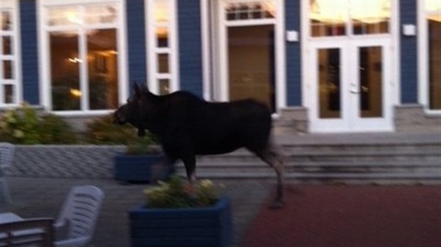 Une invitée spéciale à l'Auberge de la Pointe