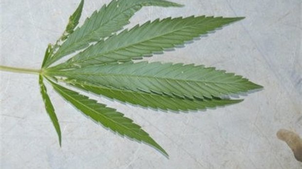 55 plants de marijuana saisis à Saint-Pierre-de-Lamy