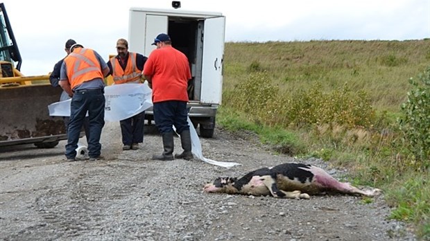 La carcasse de veau est retirée de la rivière Verte