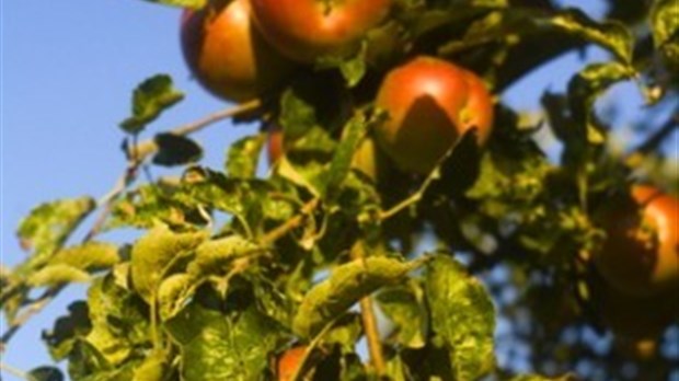 Moins de vers dans nos pommes