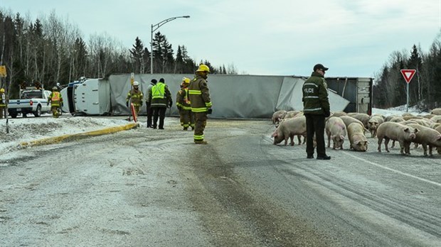 Un camion transportant des porcs se renverse à Saint-Alexandre