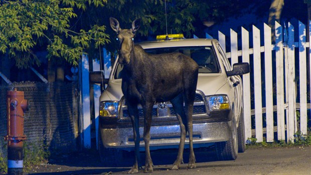 De la visite insolite sur la rue Fraser