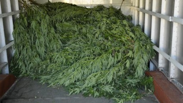 La SQ détruit 150 plants de cannabis à Saint-Juste-du-Lac