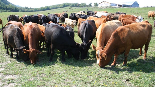 Financière agricole: 2 M$ pour soutenir les producteurs bovins