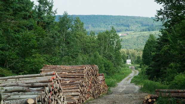 Forêts: le PPMV, un plan pour générer davantage de richesse