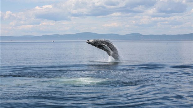 Le travail de Caroline Jacques et une conférence sur la baleine à bosses