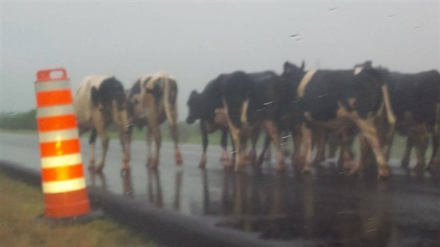 Vaches en cavale sur l'autoroute 20