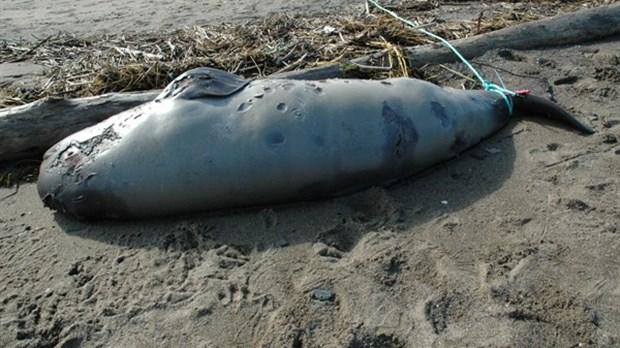 Un béluga s'échoue à Rivière-Ouelle