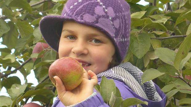 C’est le temps des pommes à la Manne Rouge