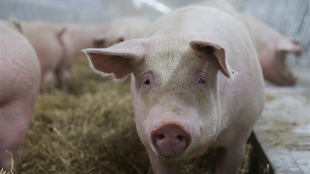 Deux nouvelles porcheries biologiques dans la MRC de Rivière-du-Loup