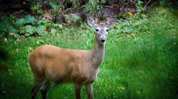 Nourrir les cerfs l’hiver, une pratique néfaste 