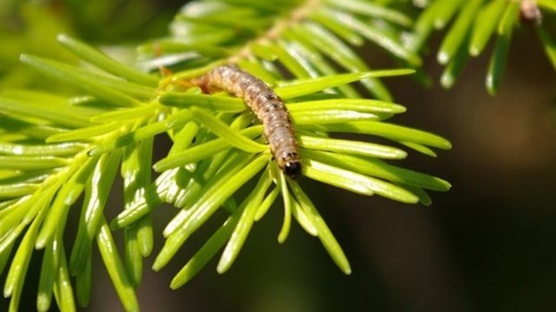 Conférence sur la tordeuse des bourgeons de l’épinette