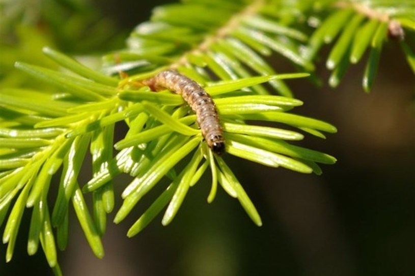 Conférence Sur La Tordeuse Des Bourgeons De L’épinette