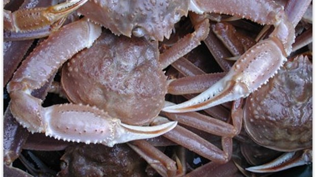 Du crabe des neiges le week-end de Pâques