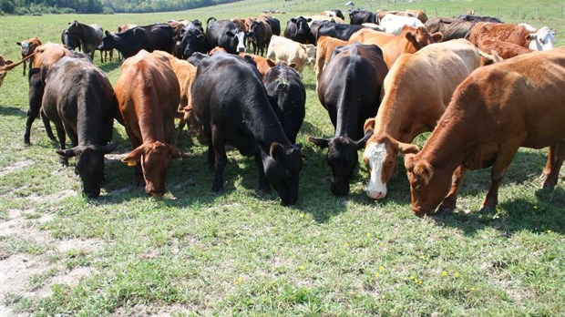 Les agriculteurs en pénurie de foin et de paille