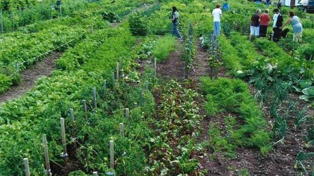 Les jardins communautaires et collectifs: une façon de savourer l’été