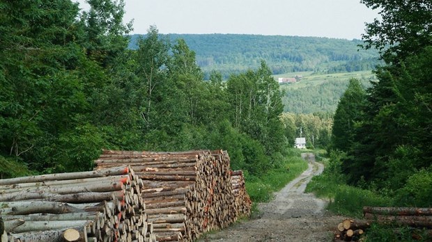 Le Groupement forestier de Témiscouata met à pied plus de 30 travailleurs