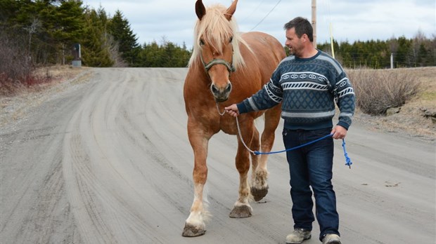 Un homme et ses chevaux