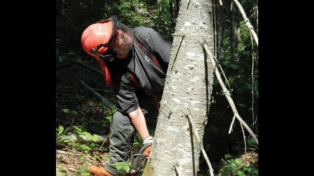 Forêt: la MRC de Témiscouata demande des mesures de transition