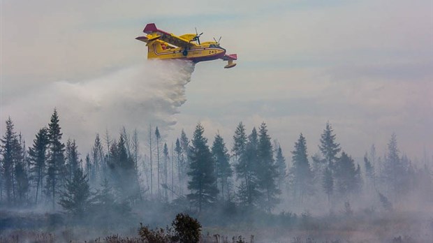 Le temps frais et les précipitations bénéfiques pour la forêt