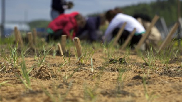 À vos bottes, prêts, plantez!