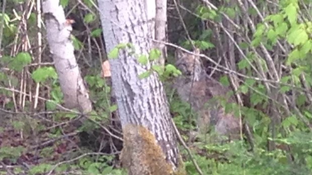 Ils observent un lynx pendant une dizaine de minutes