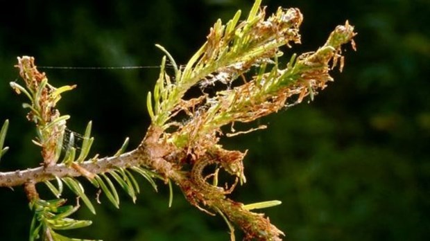 La Tordeuse Des Bourgeons De L'épinette Progresse Dans L'Est-du-Québec