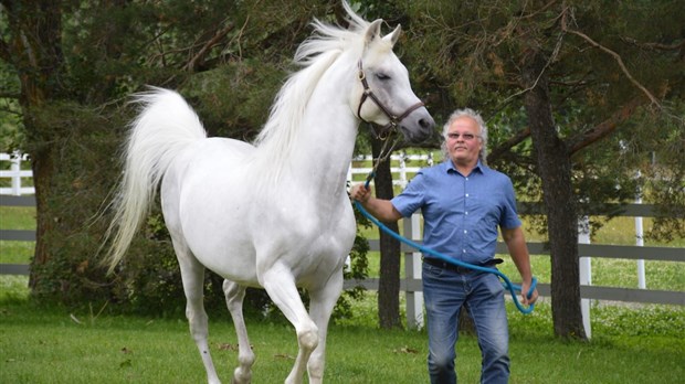 La passion du cheval arabe