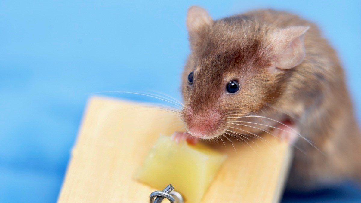 Quels produits sont efficaces contre les rats ?