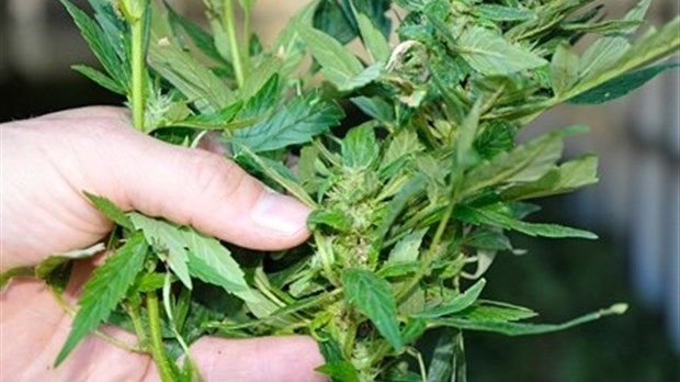 Douze mois de détention pour avoir cultivé environ 240 plants de cannabis