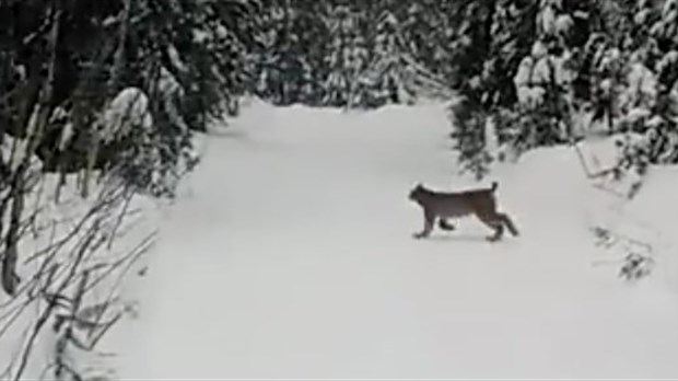 Un lynx filmé à Saint-Antonin