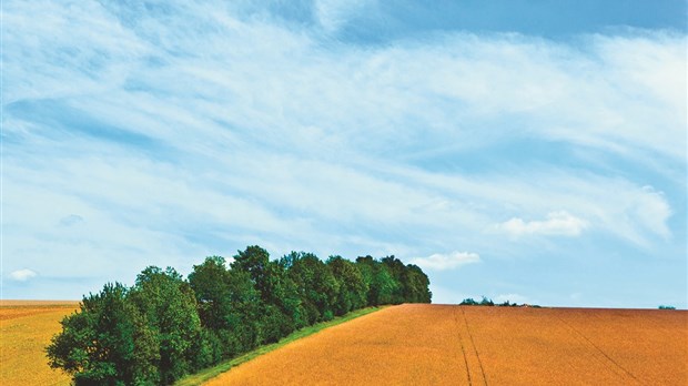 Agriculture et foresterie : le Bas-Saint-Laurent pourrait faire mieux