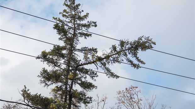 Multiples pannes électriques en raison des forts vents